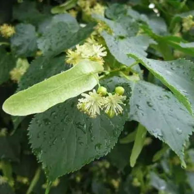 Липа мелколистная в Москве