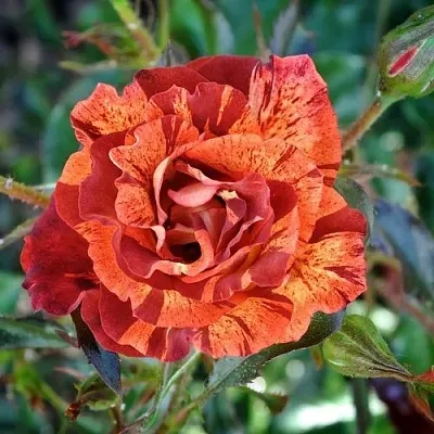 Саженцы роз САММЕР ЛОДЖ шраб в Москве