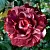 Саженцы роз БРАУНИ плетистая в Москве