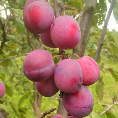 Слива ЭДИНБУРГСКАЯ — описание сорта Слива ЭДИНБУРГСКАЯ в Москве