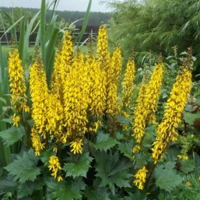 Бузульник ПРЖЕВАЛЬСКОГО — описание сорта Бузульник ПРЖЕВАЛЬСКОГО в Москве