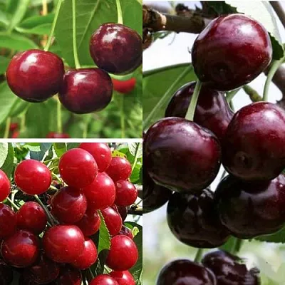 Комплект ВИШНЕВЫЙ САД в Москве