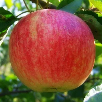 Яблоня ШТРИФЕЛЬ в Москве