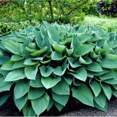 Хоста МУНЛАЙТ СОНАТА гибридная — описание сорта Хоста МУНЛАЙТ СОНАТА гибридная в Москве