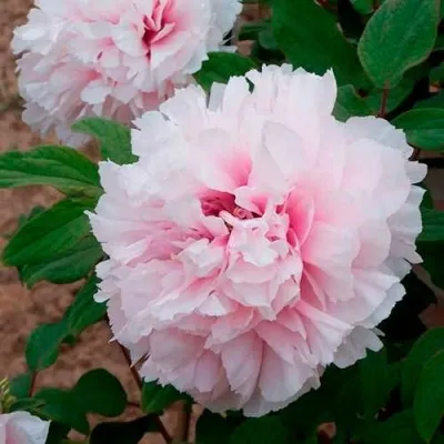 Пион ПЕРСИК ПОД СНЕГОМ древовидный — описание сорта Пион ПЕРСИК ПОД СНЕГОМ древовидный в Москве