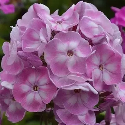 Флокс ЮНИК ОЛД ПИНК метельчатый — описание сорта Флокс ЮНИК ОЛД ПИНК метельчатый в Москве