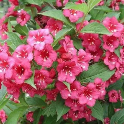 Вейгела БРИСТОЛЬ РУБИ — описание сорта Вейгела БРИСТОЛЬ РУБИ в Москве