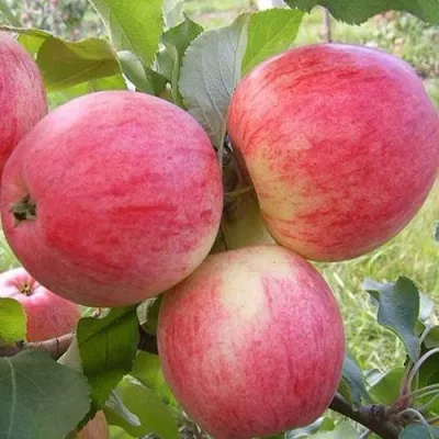 Яблоня МЕЛБА в Москве