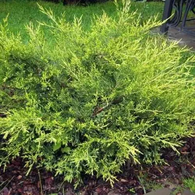 Можжевельник КУРИВАО ГОЛД китайский в Москве