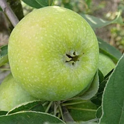 Яблоня РЕНЕТ СИМИРЕНКО в Москве