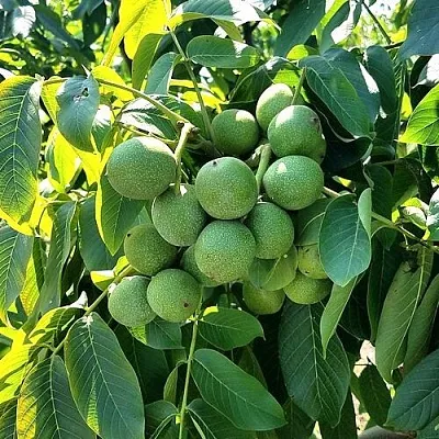 Грецкий орех  ИЗЯЩНЫЙ  Грецкий орех  ИЗЯЩНЫЙ в Москве