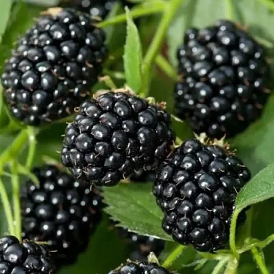 Ежевика ТРИПЛ КРАУН бесшипная  Ежевика ТРИПЛ КРАУН бесшипная в Москве