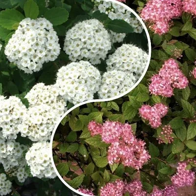 Комплект ТАЛАНТЛИВЫЙ САДОВОД — описание сорта Комплект ТАЛАНТЛИВЫЙ САДОВОД в Москве