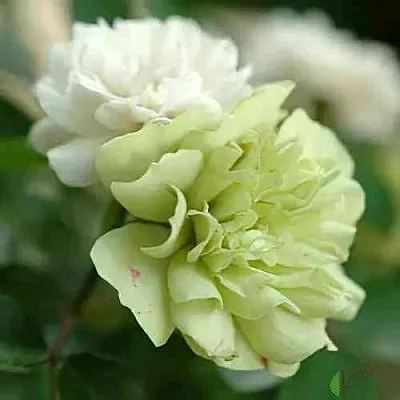 Саженцы роз ГРИН АЙС миниатюрная  Саженцы роз ГРИН АЙС миниатюрная в Москве