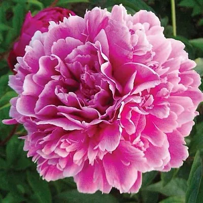 Пион ПУРПУРНАЯ ФЕЕРИЯ травянистый  Пион ПУРПУРНАЯ ФЕЕРИЯ травянистый в Москве