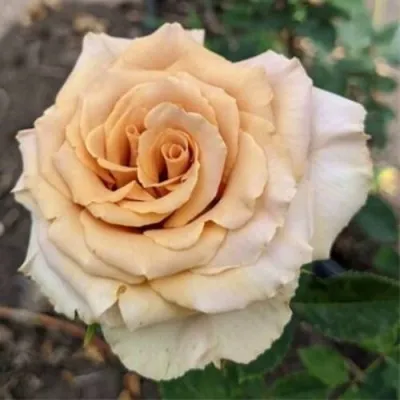 Саженцы роз ТОФФИ чайно-гибридная в Москве