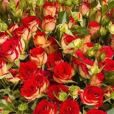 Саженцы роз РУБИЭЛЛА спрей в Москве