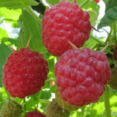 Малина НОВОСТЬ КУЗЬМИНА  в Москве