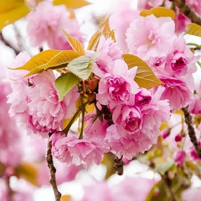 Сакура КАНЗАН  Сакура КАНЗАН в Москве