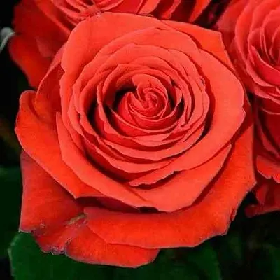 Саженцы роз МЕДАЛЬОН чайно-гибридная в Москве