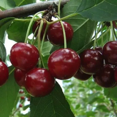 Вишня ПАМЯТЬ ВАВИЛОВА — описание сорта Вишня ПАМЯТЬ ВАВИЛОВА в Москве