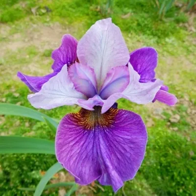 Ирис ЛАЙТ ОВ ХАРТ сибирский в Москве