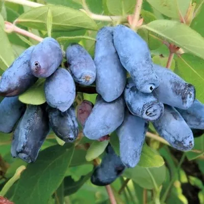 Жимолость съедобная ПАВЛОВСКАЯ в Москве