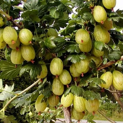 Крыжовник ИНВИКТА в Москве