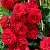 Саженцы роз АМАДЕУС плетистая в Москве