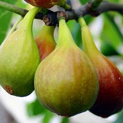 Инжир ДАЛМАТСКИЙ  Инжир ДАЛМАТСКИЙ в Москве