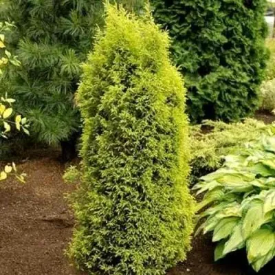 Можжевельник ГОЛД КОН обыкновенный — описание сорта Можжевельник ГОЛД КОН обыкновенный в Москве