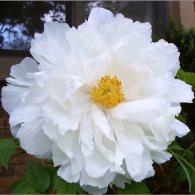 Пион БЕЛЫЙ НЕФРИТ древовидный — описание сорта Пион БЕЛЫЙ НЕФРИТ древовидный в Москве