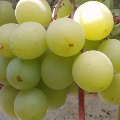 Виноград ФРУМОАСА АЛБЭ в Москве
