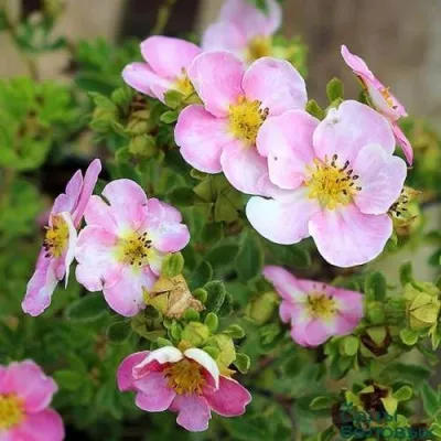 Лапчатка НЬЮ ДАУН кустарниковая — описание сорта Лапчатка НЬЮ ДАУН кустарниковая в Москве