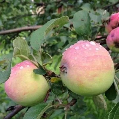 Яблоня УТРО в Москве