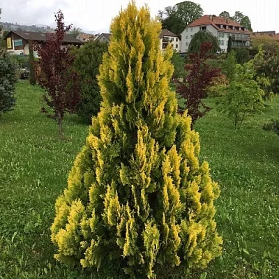 Туя ЕЛЛОУ РИББОН западная  Туя ЕЛЛОУ РИББОН западная в Москве