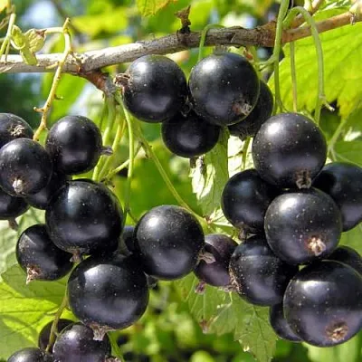 Смородина черная ГАМАЮН  Смородина черная ГАМАЮН в Москве