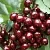 Черешня СИЛЬВИЯ колоновидная  Черешня СИЛЬВИЯ колоновидная в Москве