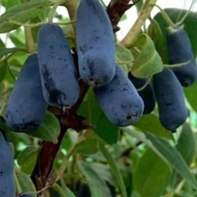 Жимолость съедобная ВОЛХОВА в Москве