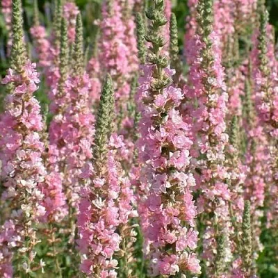 саженцы дербенника саженцы дербенника