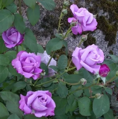 Саженцы роз СИЛЬВЕР СТАР чайно-гибридная в Москве