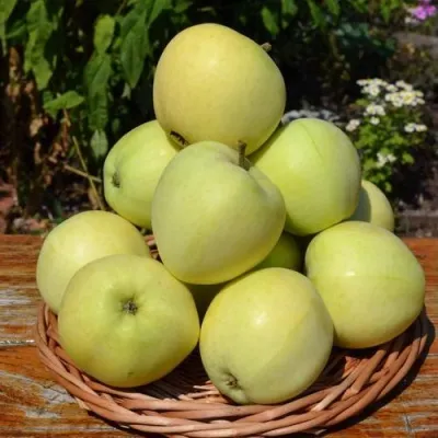 Яблоня ПАПИРОВКА — описание сорта Яблоня ПАПИРОВКА в Москве