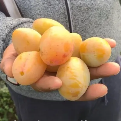 Слива ЯХОНТОВАЯ в Москве