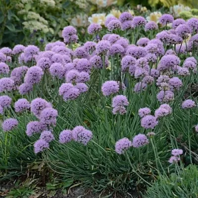 Лук ЛИЗА БЛЮ стареющий в Москве