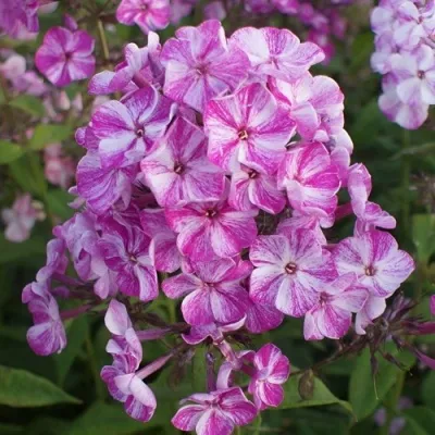 Флокс ФРЕКЛ ПЁПЛ ШЕЙДЗ метельчатый — описание сорта Флокс ФРЕКЛ ПЁПЛ ШЕЙДЗ метельчатый в Москве