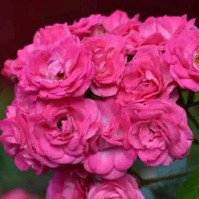 Саженцы роз ДИНКИ мускусная  Саженцы роз ДИНКИ мускусная в Москве