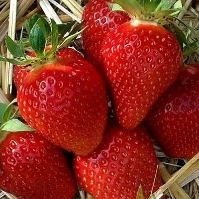 Клубника СИБИЛЛА  Клубника СИБИЛЛА в Москве