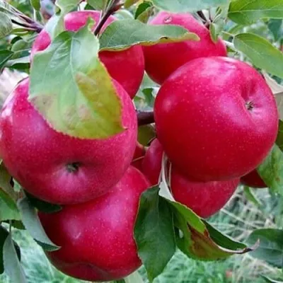 Яблоня АЙДАРЕД — описание сорта Яблоня АЙДАРЕД в Москве