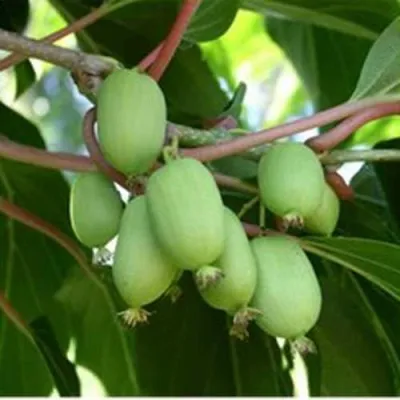 Актинидия РОГОВ аргута — описание сорта Актинидия РОГОВ аргута в Москве