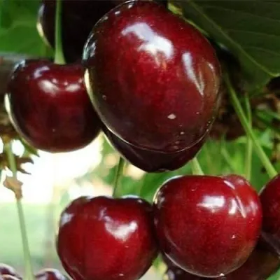 Черешня ЛАПИНС в Москве